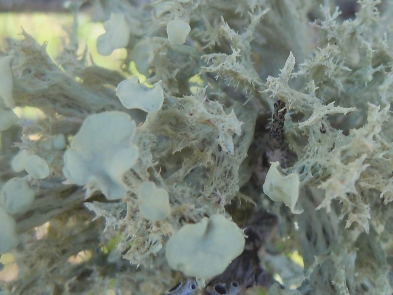 dai  Monti di San Pantaleo  (Olbia)